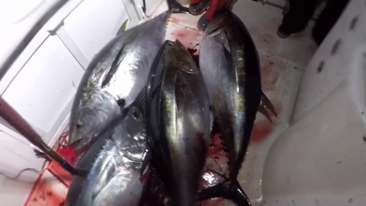 Wide Open Jumbo Bluefin Tuna Night Bite in Southern California