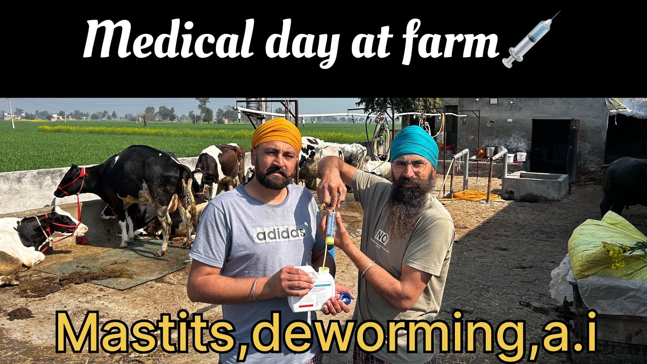 ਸਾਰੇ ਪਸ਼ੂਆਂ ਦੀ ਕੀਤੀ ਡਿਵਰਮਿੰਗ(deworming)//Medical day at farm//cow treatments// dhillon brothers