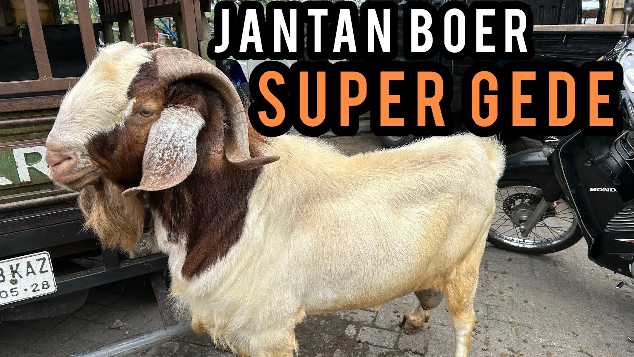 Update Harga Kambing hari ini di Pasar Hewan Dimoro-Blitar. Jumat, 27 Maret 2026.