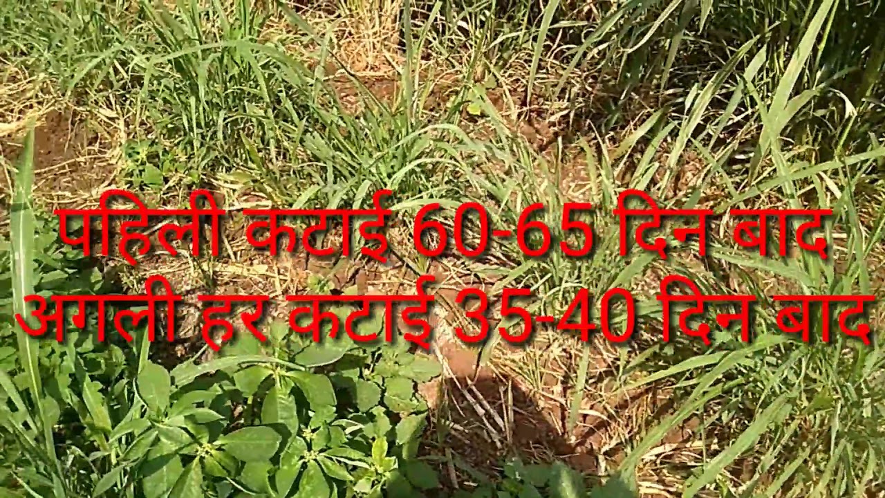KGF - enquiry for Cofs31 seeds