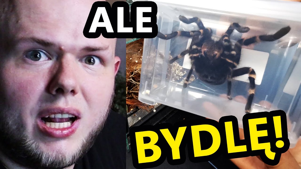 Террариум для двух гигантских пауков! A. geniculata и P. antinous