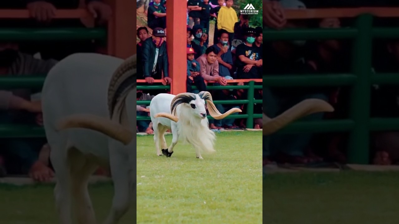 adu mekanik DOMBA GARUT GAGAH KASEP #dombagarut #shorts #viralvideo #dombagarutkontes