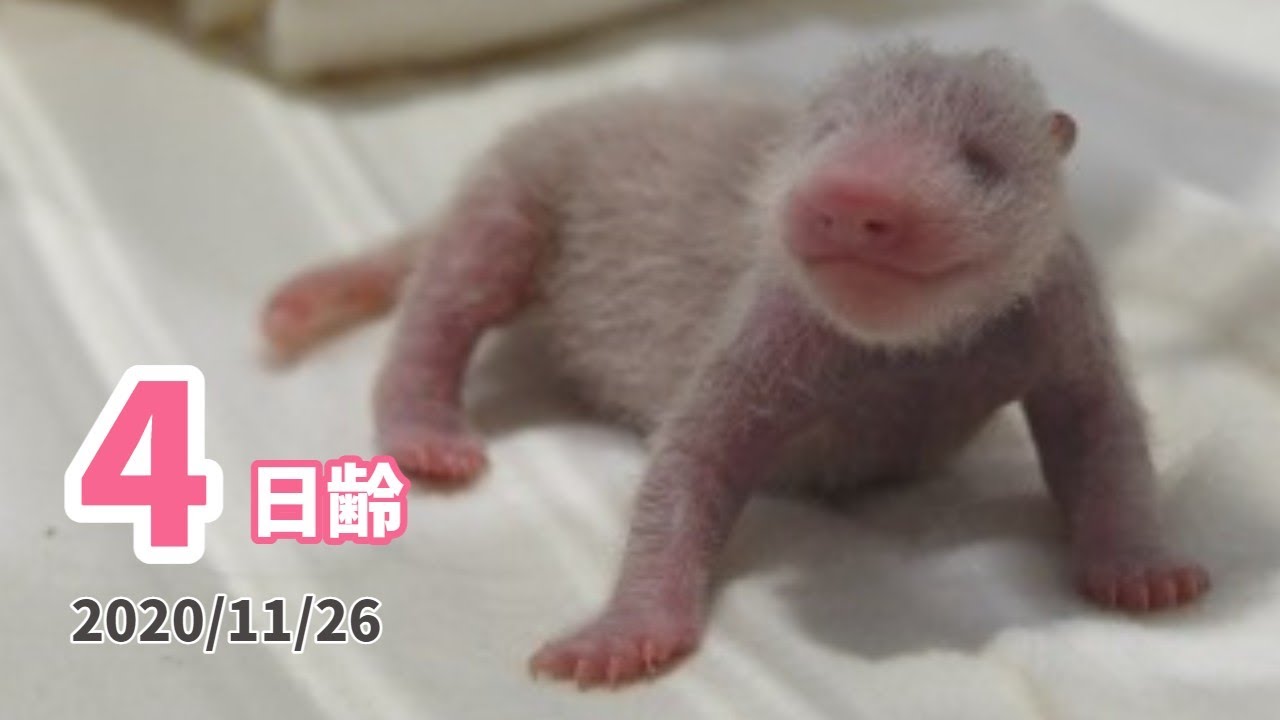 【パンダの赤ちゃん】毛や爪が少しずつ伸びてきました！（4日齢）