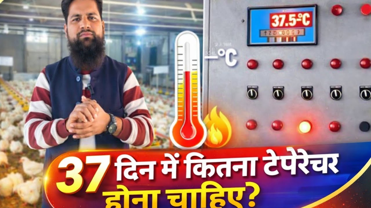 आखिर के दिनों में कितना टेंपरेचर होना चाहिए #howtomakechickenchangezi 