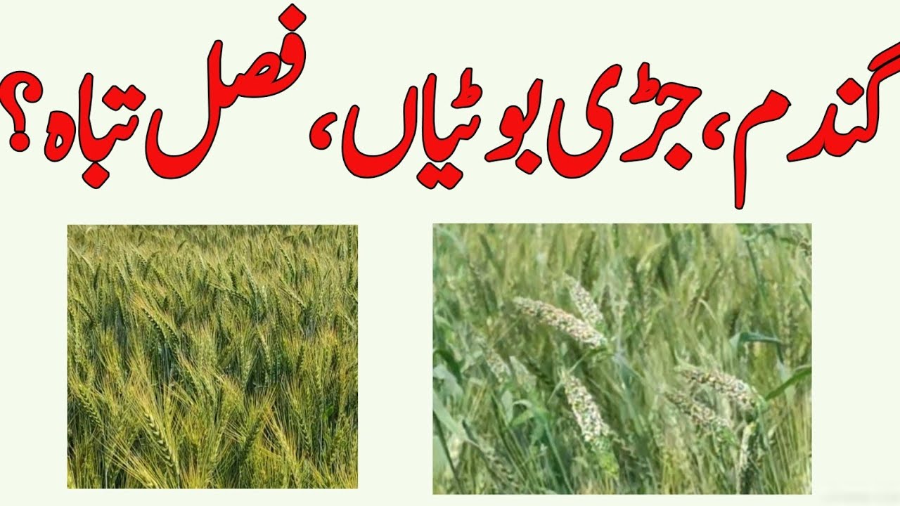 گندم میں جڑی بوٹیاں کنٹرول نہ کریں تو کیا ہوتا ہے؟ فصل کا بڑا نقصان