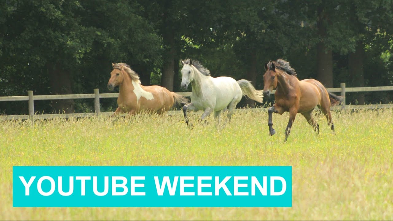 VLOG #4 YouTube Weekend | felinehoi