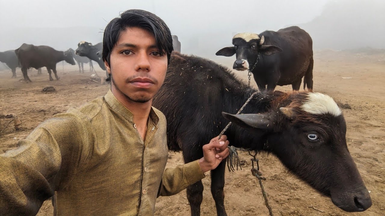 Buffalo farming in winter|| buffalo Care in village.
