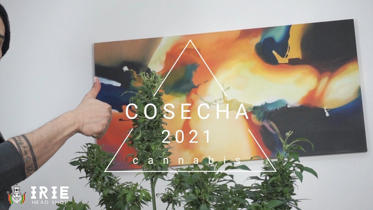 Cosecha o recolecci&oacute;n de flores de cannabis (Marihuana)