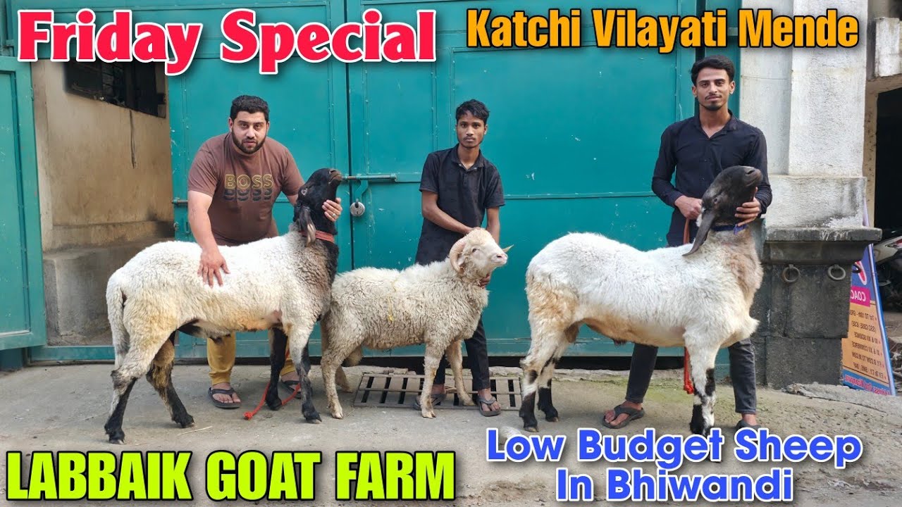 Friday Special Katchi Vilayati Mende At LABBAIK GOAT FARM | Low Budget Qurbani Sheep In Bhiwandi 