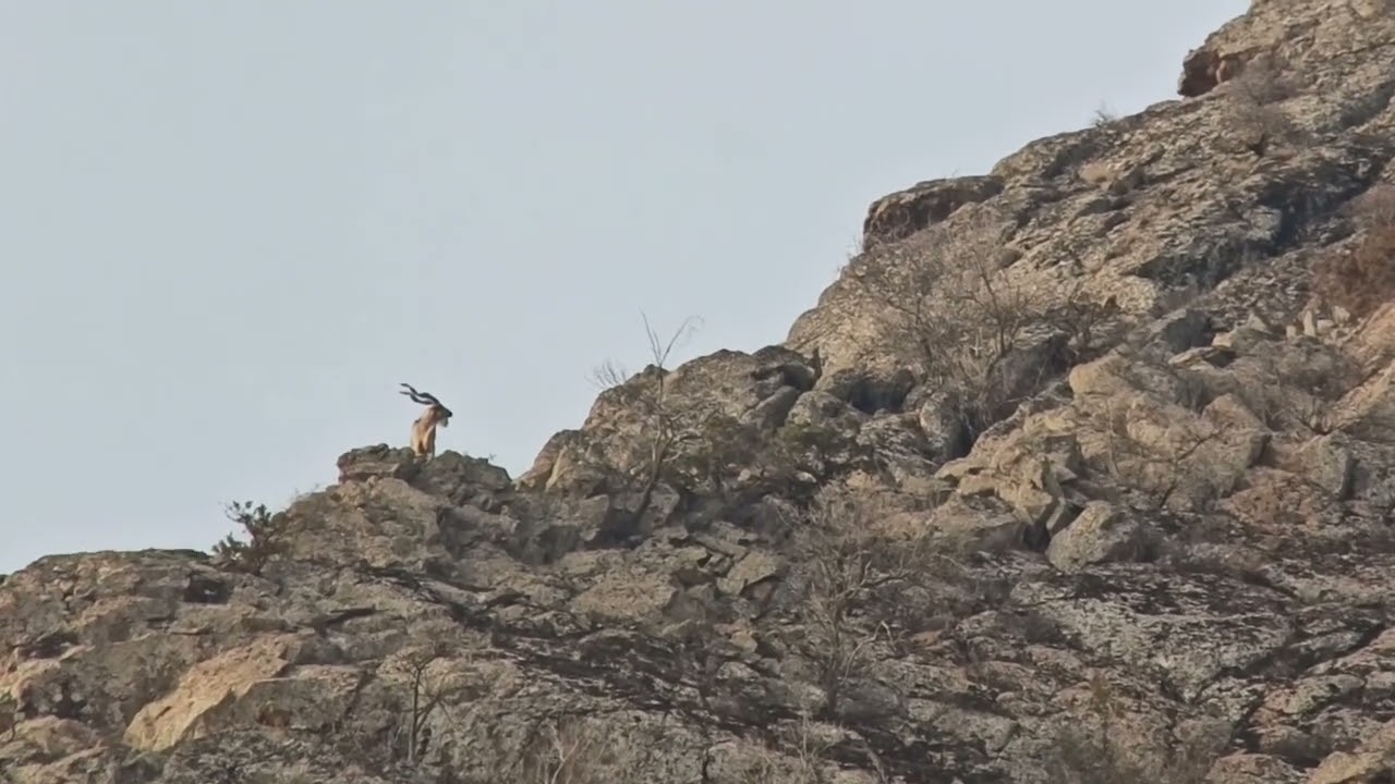 Bukharan Markhor aus Tadschikistan  | Bukharan MARKHOR from Tajikistan |  #markhor #goat #wildlife