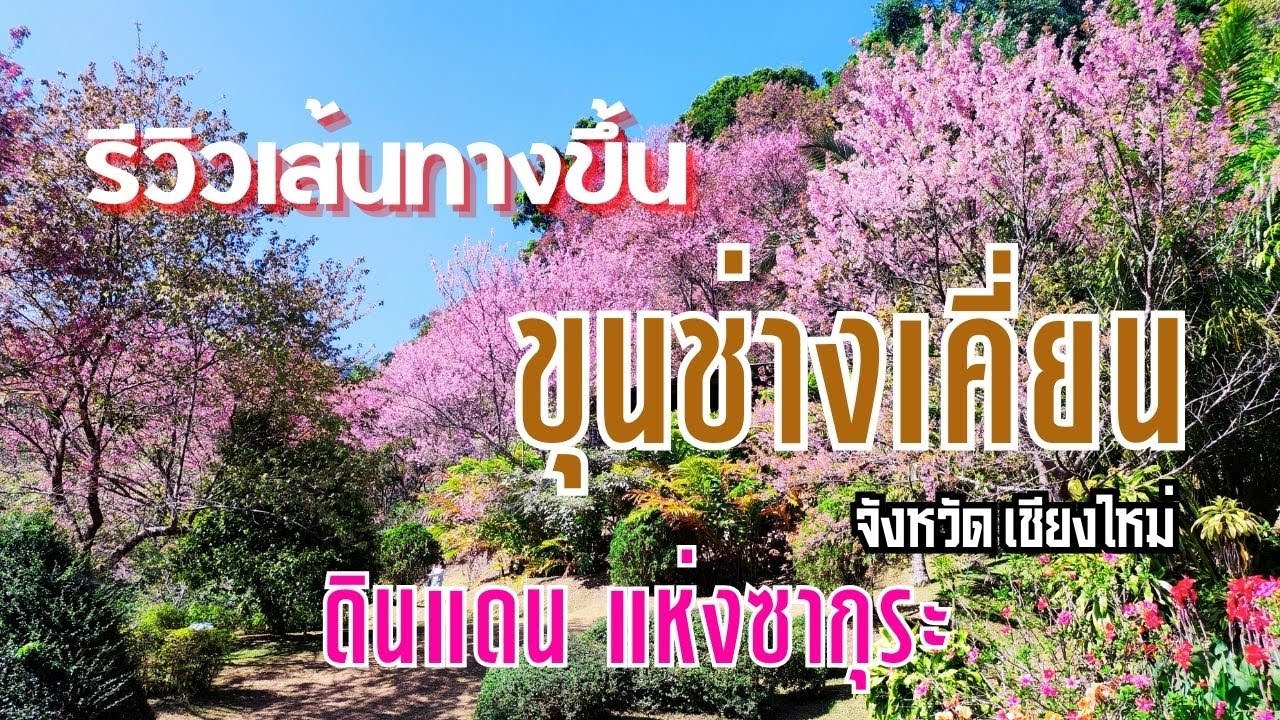 รีวิวเส้นทางขึ้นขุนช่างเคี่ยน ซากุระ ขุนช่างเคี่ยน จังหวัดเชียงใหม่