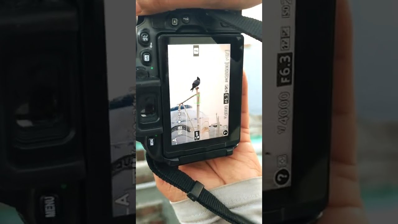 🔴Live Pigeon Photography || nikon d5600 dslr camera  #shorts #short #youtubeshorts  #pigeon #viral