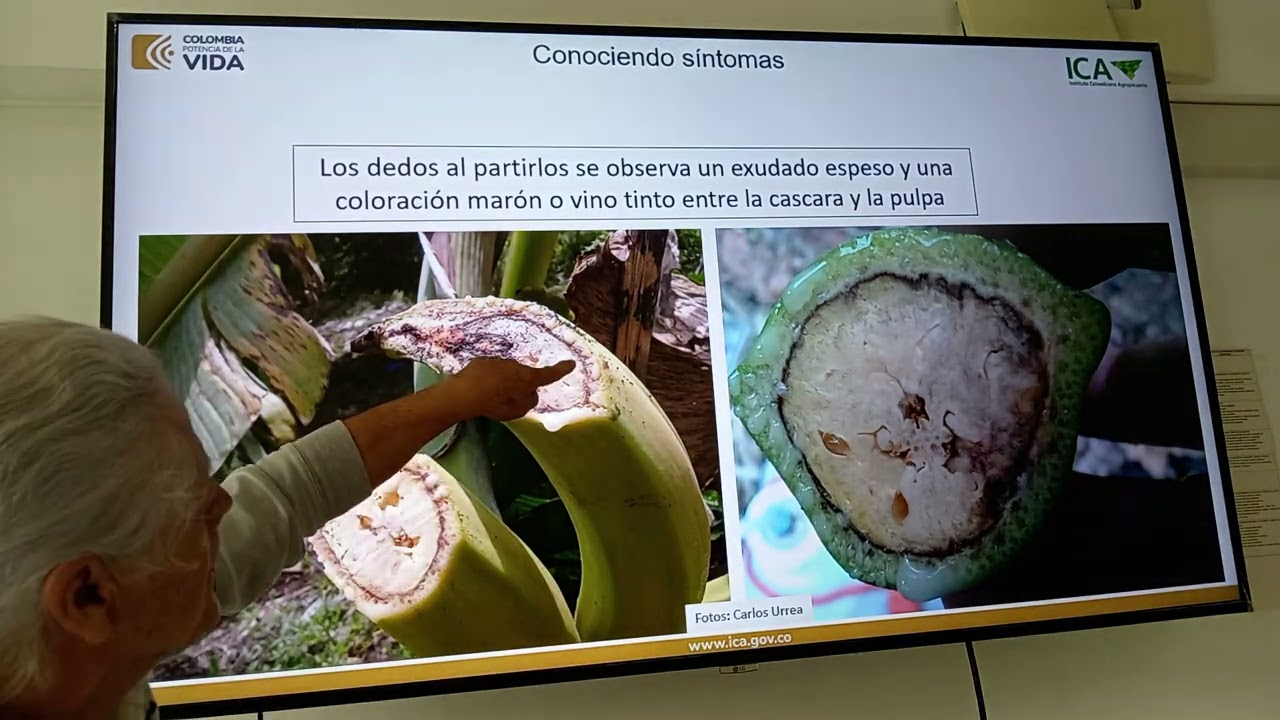 Moko-bacteriosis-virus- elefantiasis-fusarium y picudos negro_amarillo-rayados en plátano y banano
