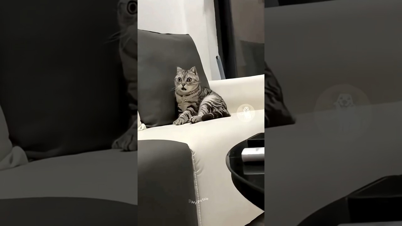 Ленивый хозяин и умный кот! 😹🐱🔥 #кот #видеоскотами #смешно #короткометражкинаYouTube #короткометр...