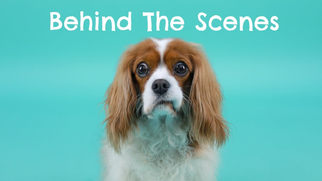 DOG PHOTOGRAPHY | Behind The Scenes