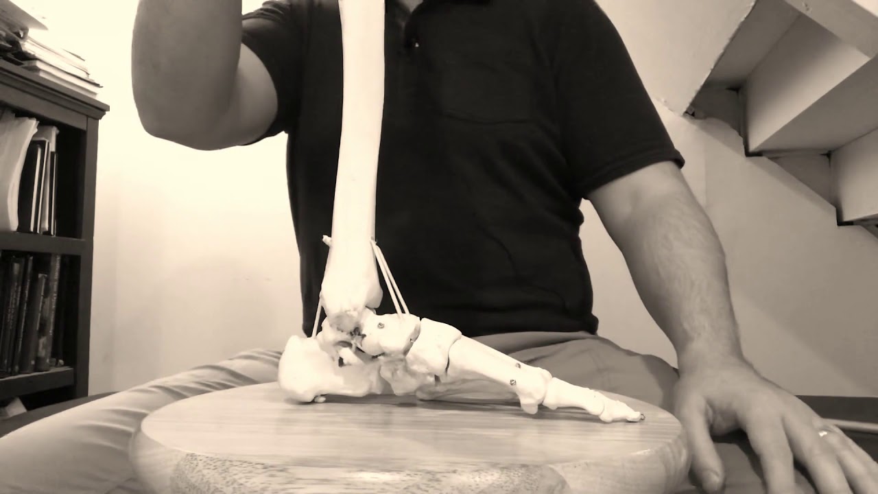 Foot Function: Secrets of the heel