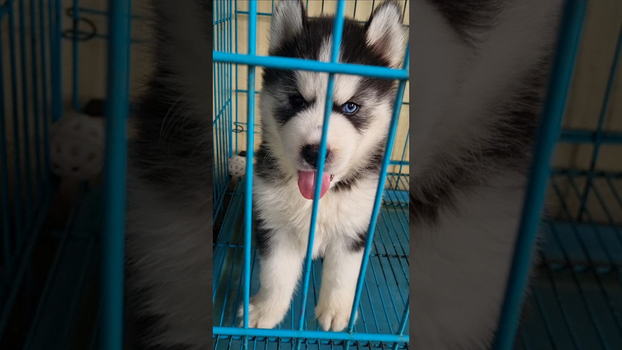 take me home the odd eyes husky #husky #oddeyes #dogbreeds #costlypets #royalpets #costlydogs #wolf