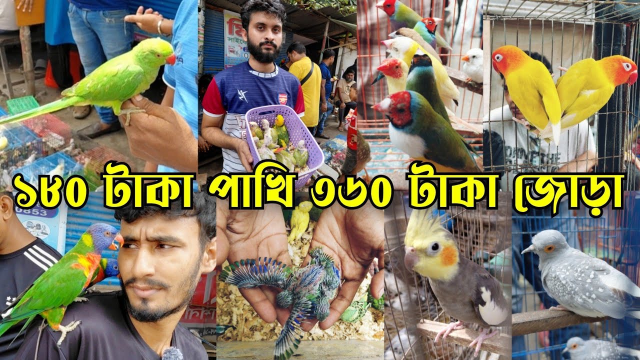 প্রচন্ড গরমে মিরপুর ১৩ পাখির হাট || Bird market bd || Baby parrot market || Mirpur 13 pakhir hat