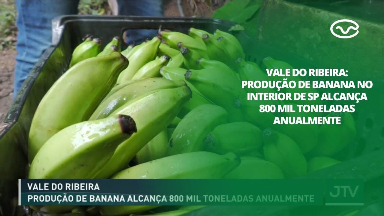 Vale do Ribeira: Produção de banana no interior de SP alcança 800 mil toneladas anualmente