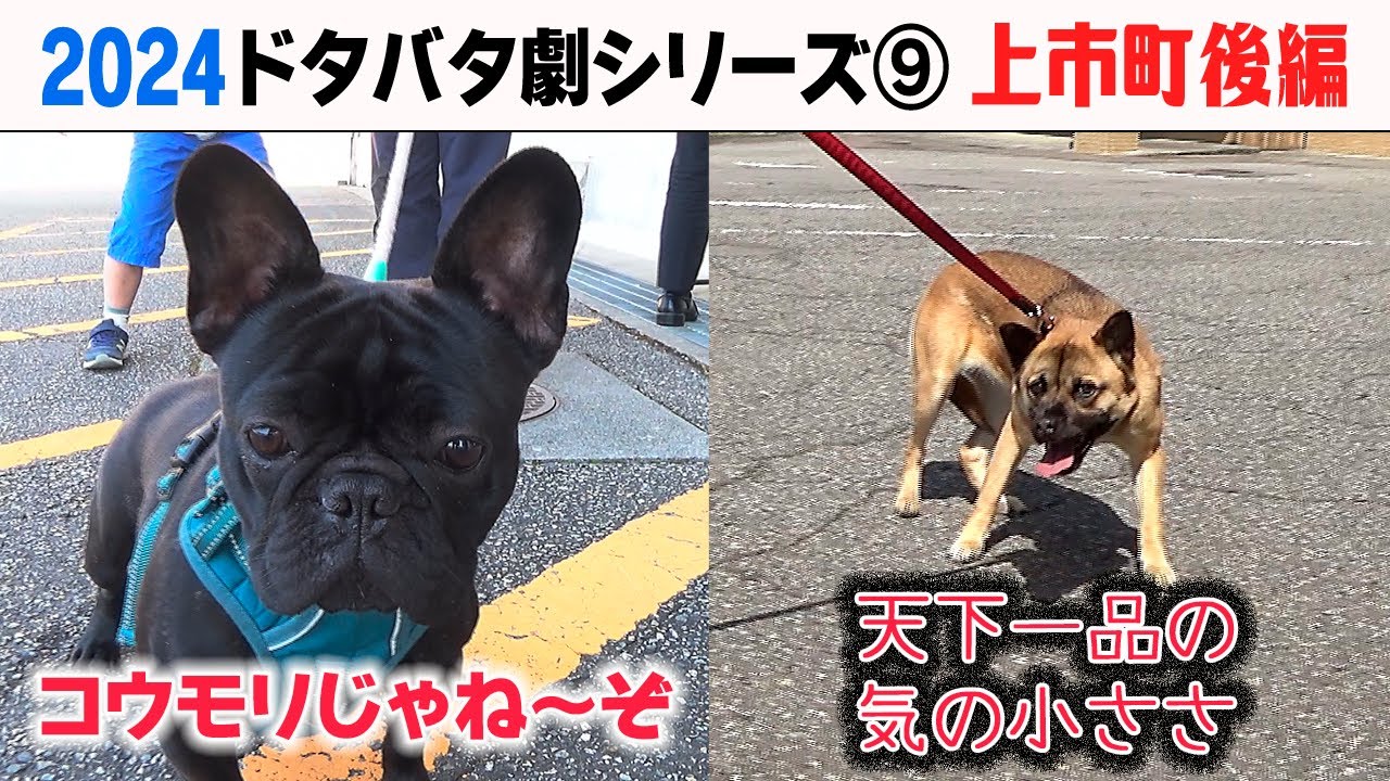 2024狂犬病予防注射会場のドタバタ劇⑨ 上市町後編