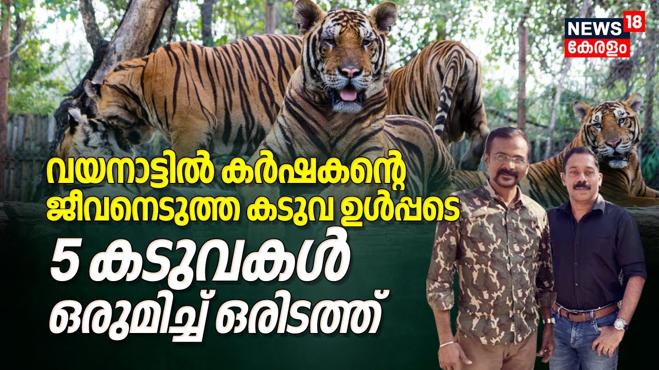 വയനാട്ടിൽ കർഷകന്റെ ജീവനെടുത്ത കടുവ ഉൾപ്പടെ 5 Tigers ഒരുമിച്ച് ഒരിടത്ത്, WAYANATTILE KADUVAKAL 02