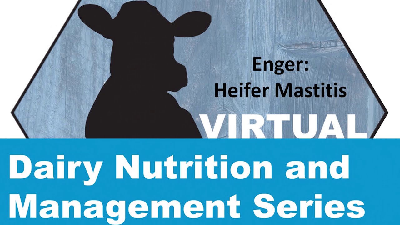 Enger - Heifer Mastitis