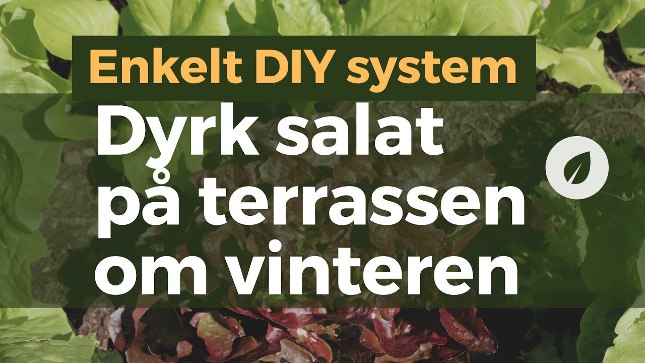 Dyrk dit eget salat efterår + vinter - Hack til dyrkning på altan og terrasse