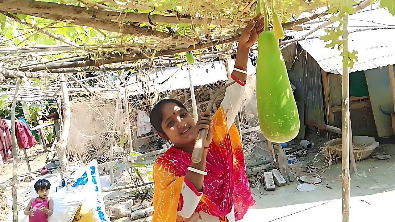 লাউ চিংড়ি এবং রুই মাছ দিয়ে কুড়ে ঘরে বসে গ্রামীন রান্না |Rural cooking with gourd shrimp and rui fish