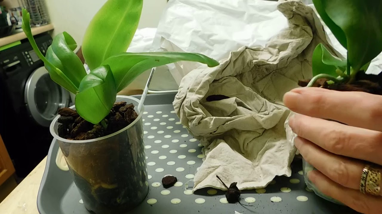 An unboxing video; phalaenopsis orchids!
