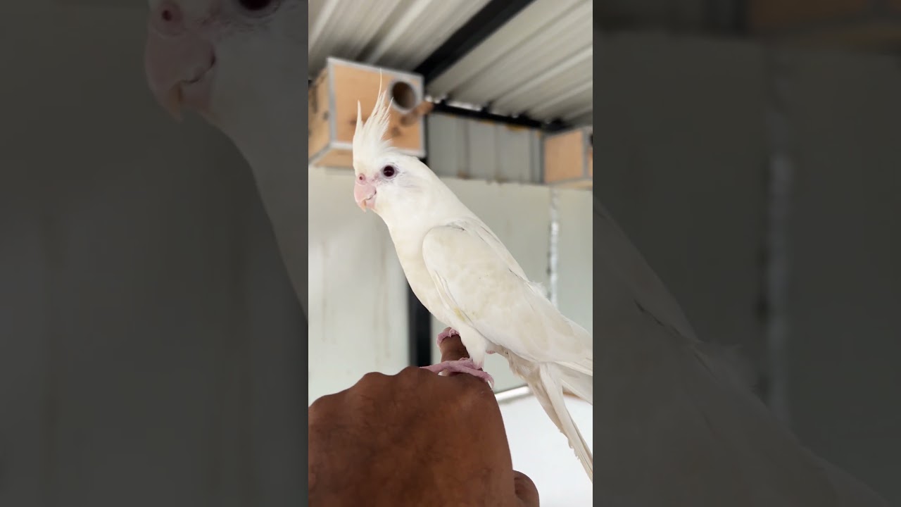 🔥Snow ☃️ New Tamed Albino Cockatiel Bird for our Aviary 🤩