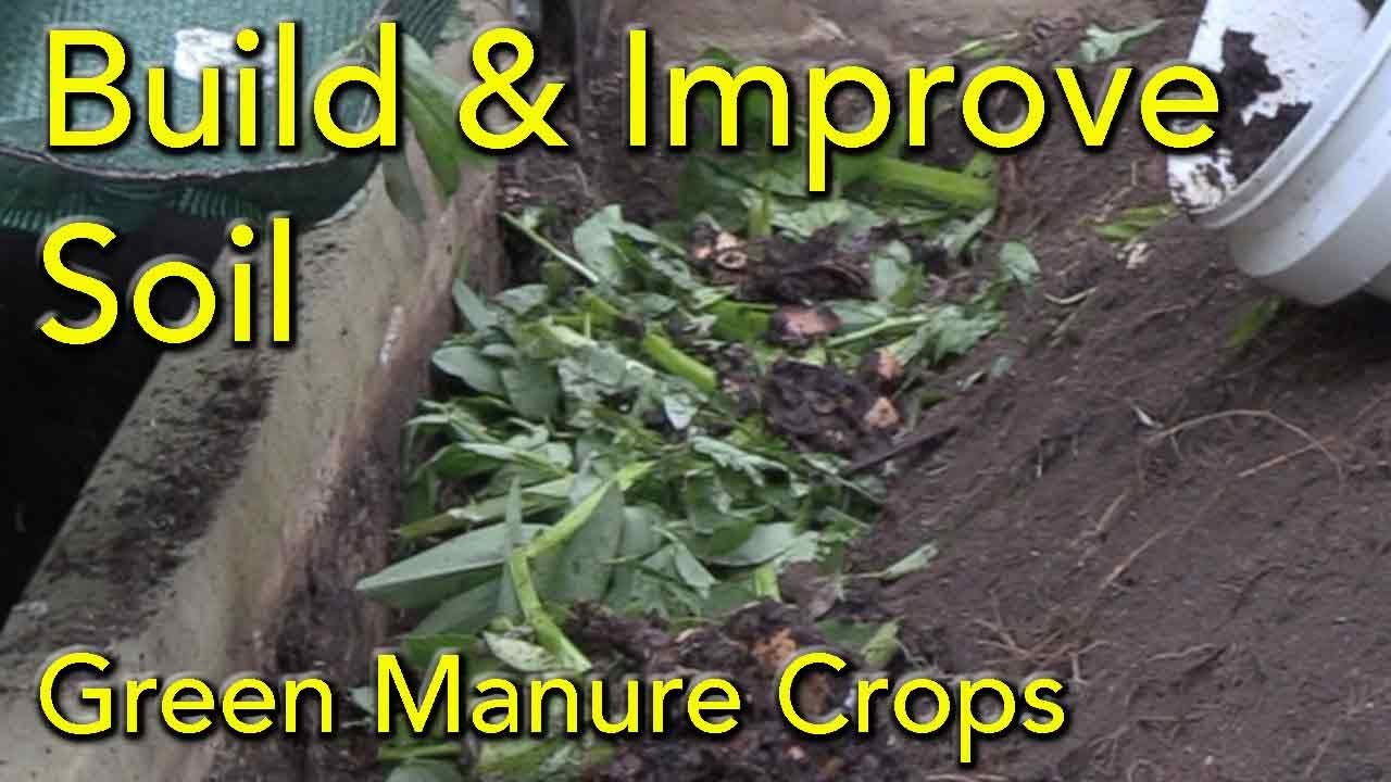 How to Using Green Manure Crops to Build Soil over Winter in the Vegetable Garden.