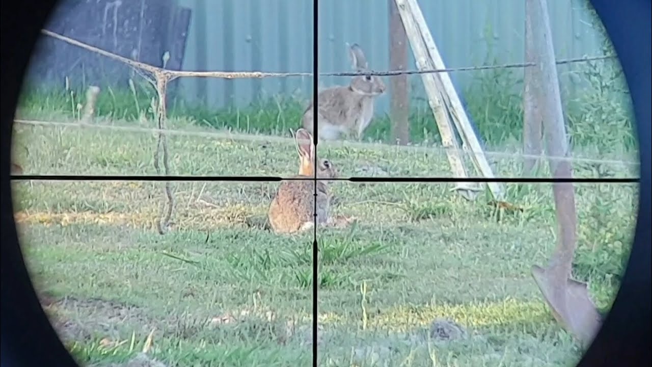 Rabbit Hunting - Over 22 Head Shots - .22lr Rimfire Australia