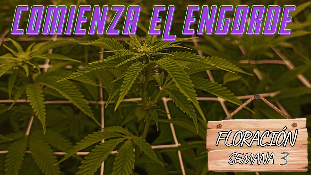 🍁 COMIENZAN A FLORECER - EMPIEZA LA SEMANA 3 DE FLORA 🍁| NUEVO MARS HYDRO FC-E6500💡