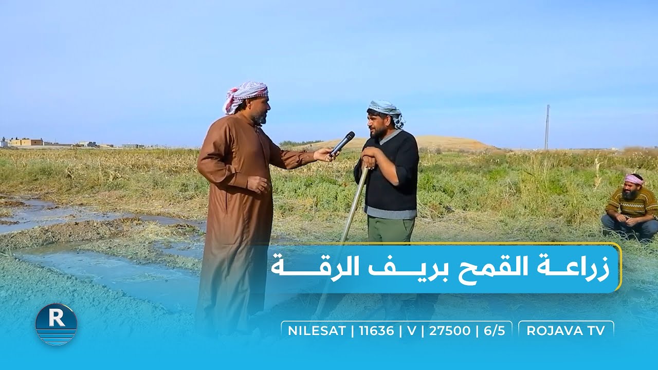 زراعة القمح بريف الرقة.. 