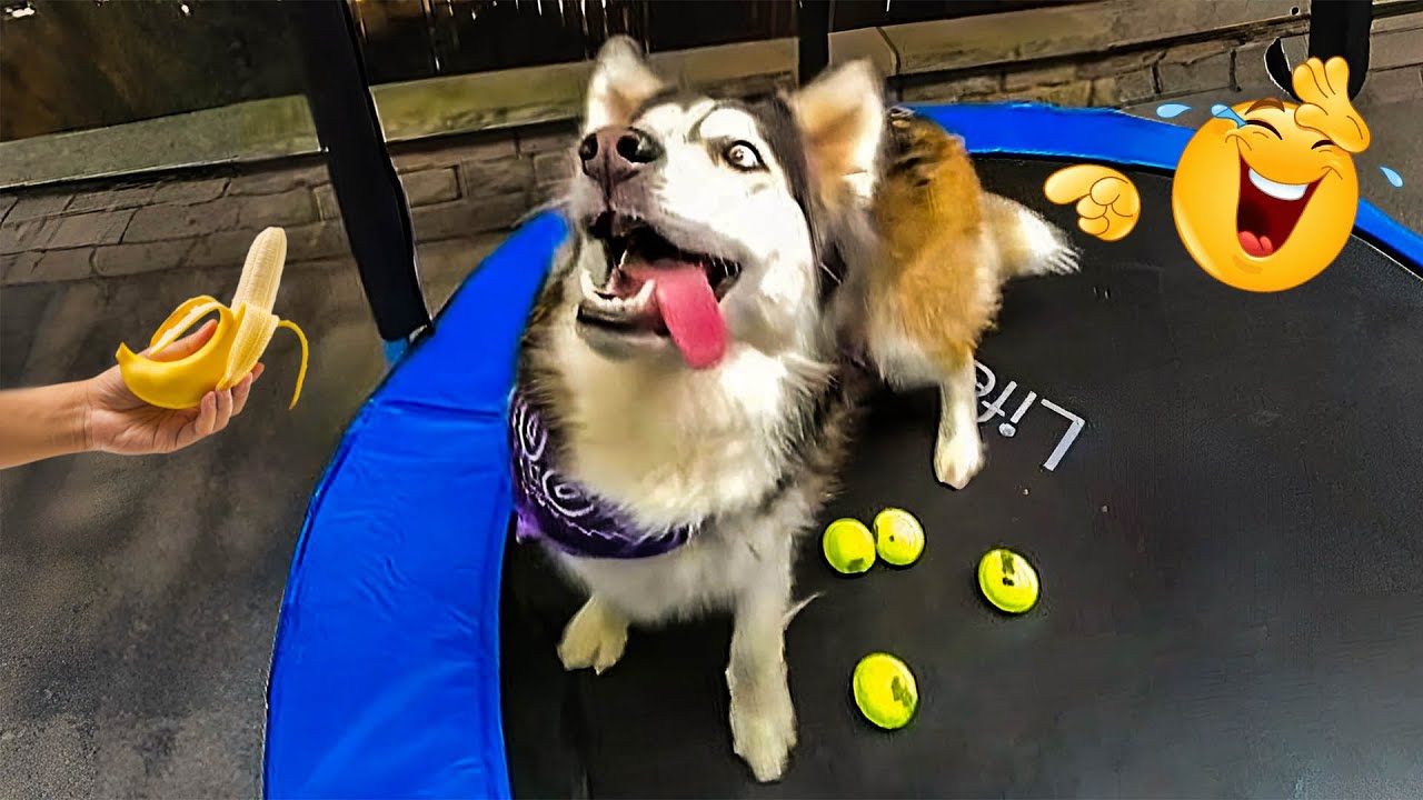 Best Of The Funny Animal Videos 😹🐶 Funniest Cat & Dog Moments Ever Recorded  🤣