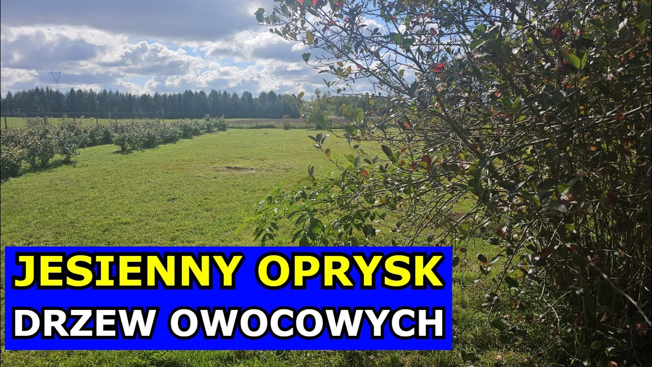 Oprysk Drzew Owocowych Jesienią Mocznikiem. Oprysk Drzewek po Zbiorach. Czym Pryskać Drzewa Owocowe.