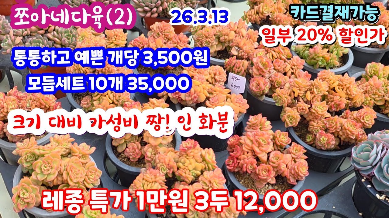 쪼아네다육(2) 통통하고 예쁜 다육이 개당 3,500원 10개 모듬세트 35,000 예쁜 다육이 착한가격 입고 제일 사랑받는 착한 화분 레종 특가