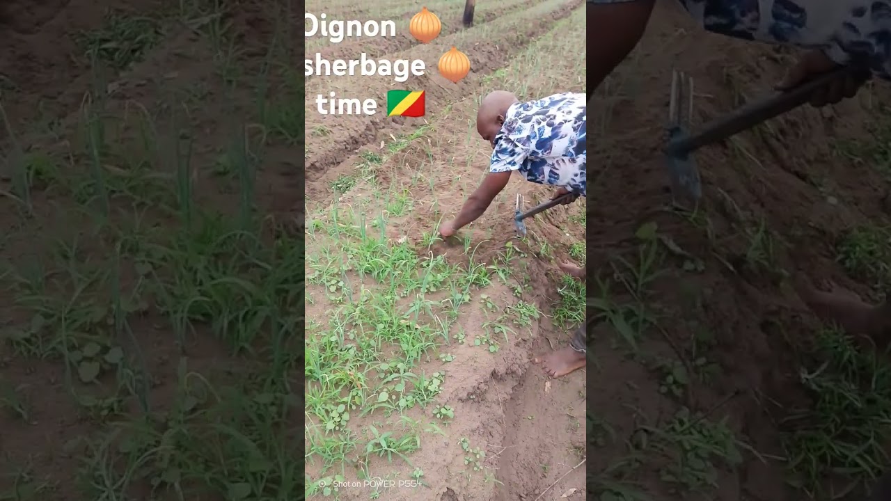 Désherbage manuelle des hectares oignon 🧅🧅 