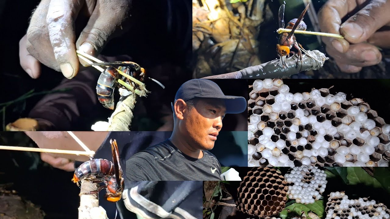 Rearing Asian Giant king Hornet || Rearing Giant king Hornet Technique || Northeast Nagaland