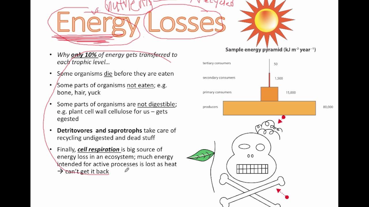 Energy Losses (IB Biology)