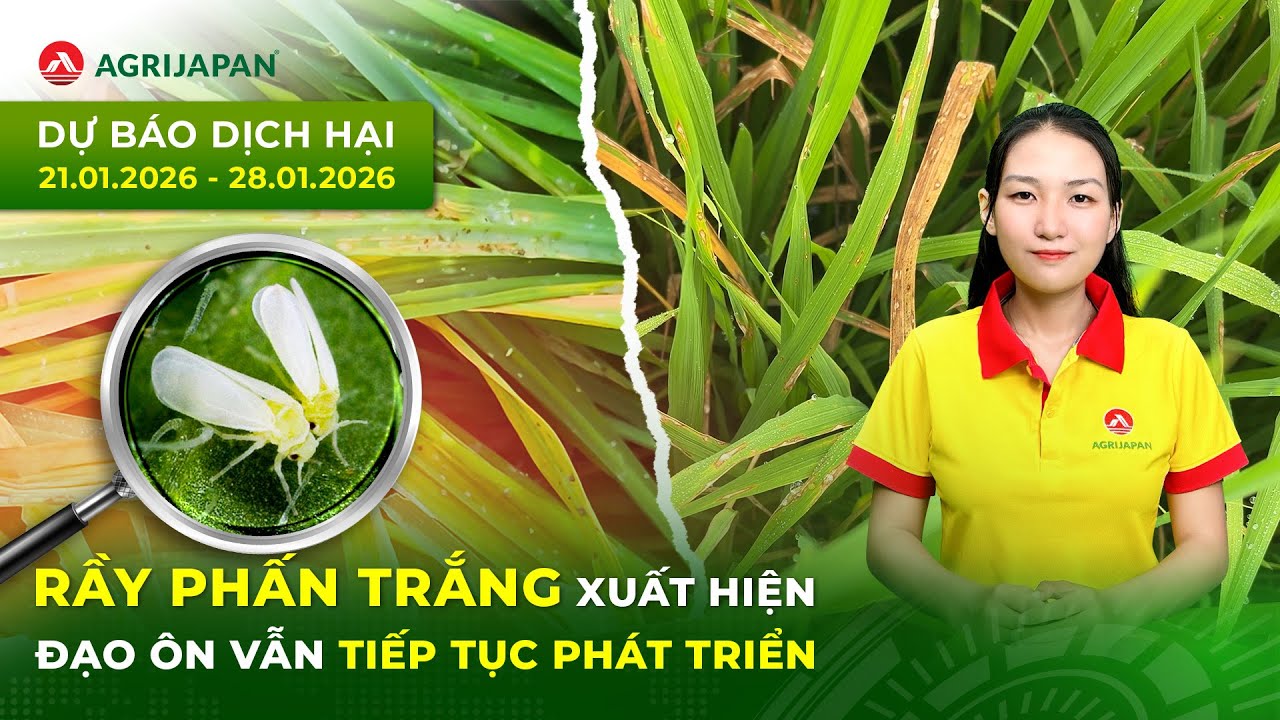Dự Báo Dịch Hại Trên Cây Lúa Ngày 21 - 28/01/2026