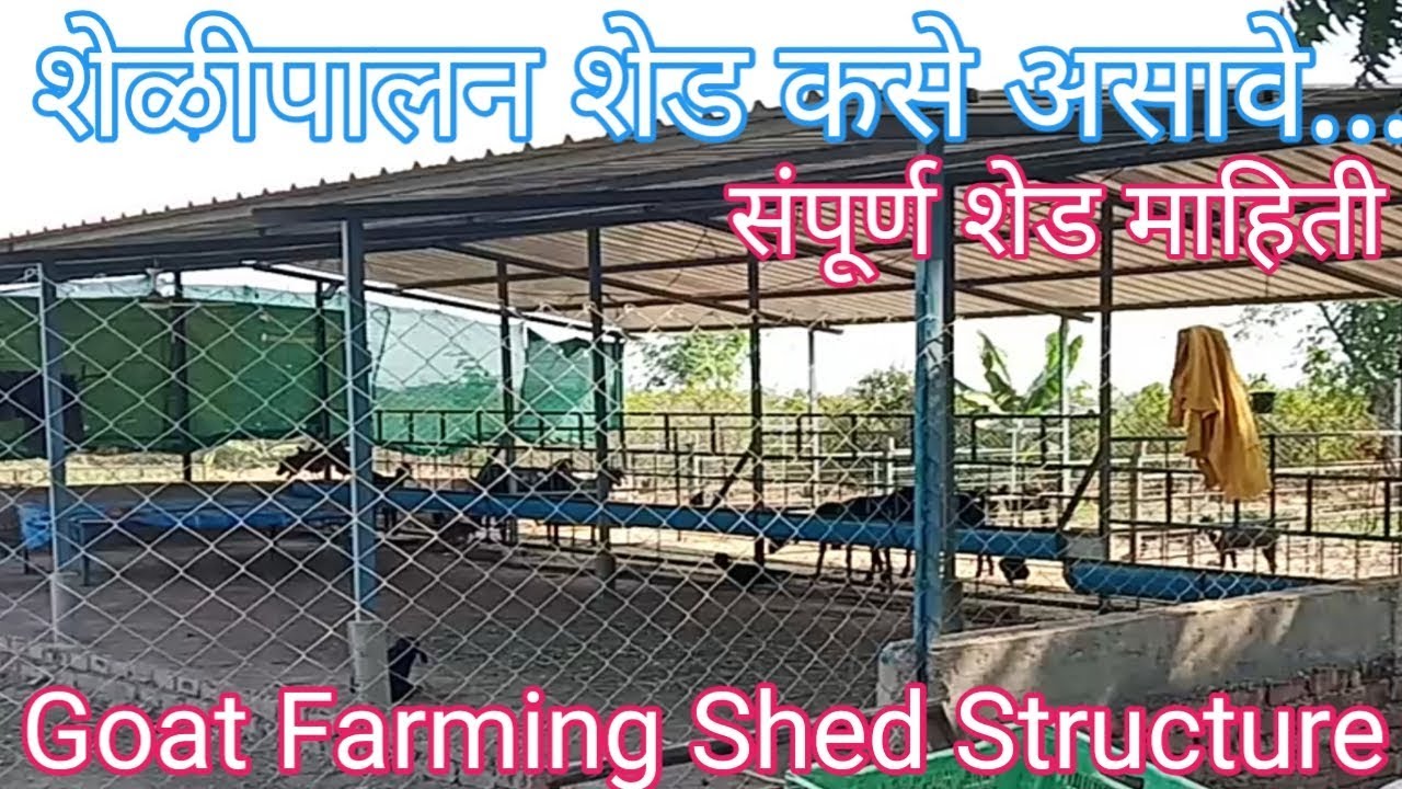 शेळीपालन शेड कसे असावे | संपूर्ण शेड माहिती | Goat farming shed structure
