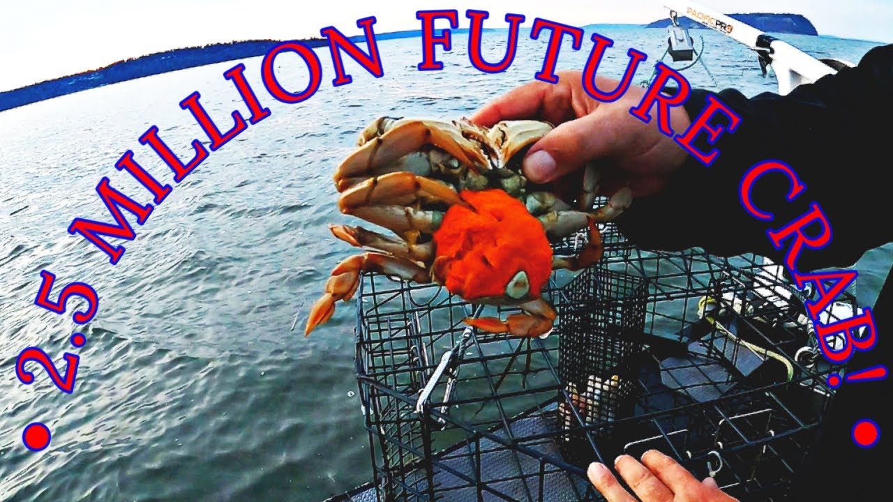Stabicraft 2050 Supercab out fishing and crabbing on a perfect fall day. |  Stabicraft on the Sound