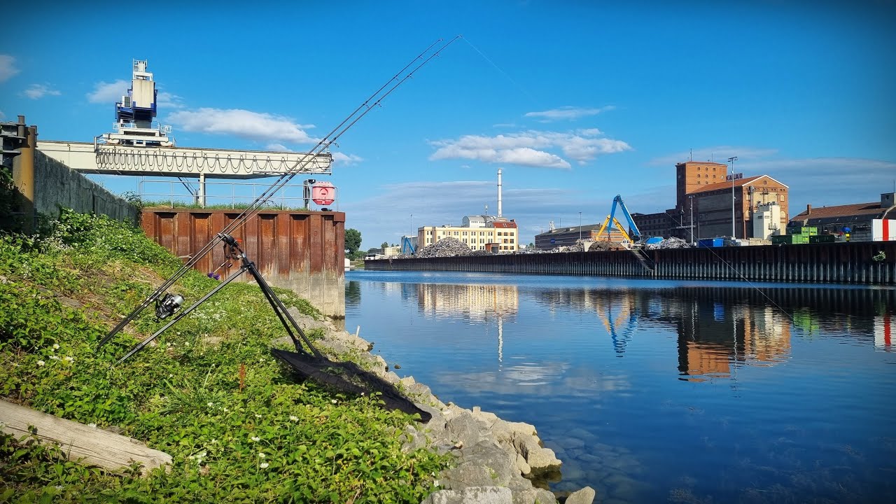 Karpfenangeln am Rhein Hafen | wr fishing