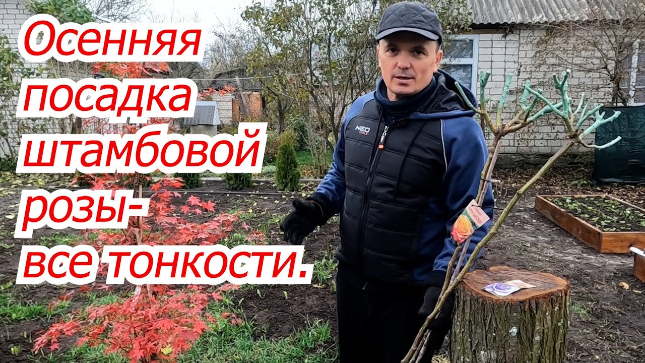 Правильная посадка штамбовой розы от 