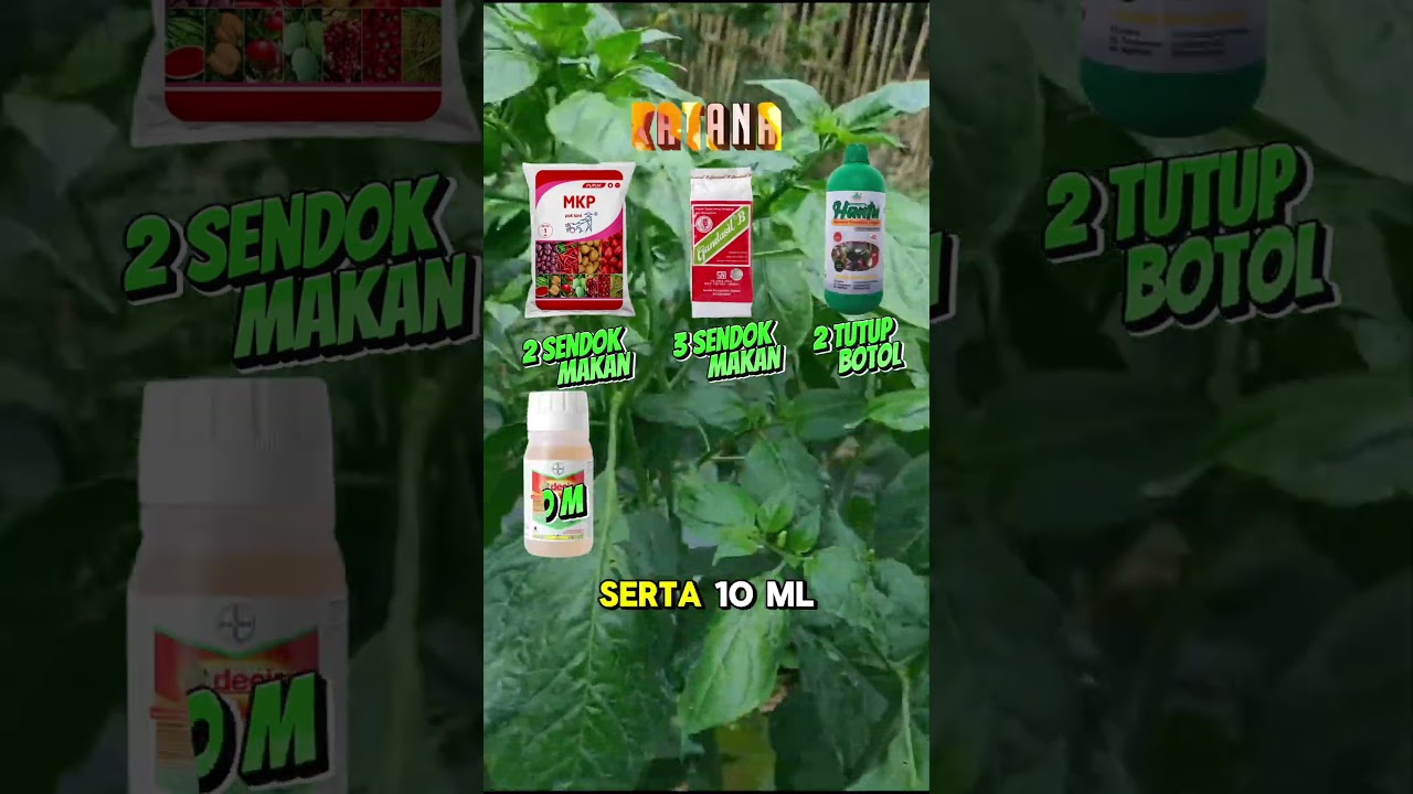 Perawatan Cabe Masa Generatif Musim Hujan! Aman dari Layu Fusarium Sekaligus Lalat Buah