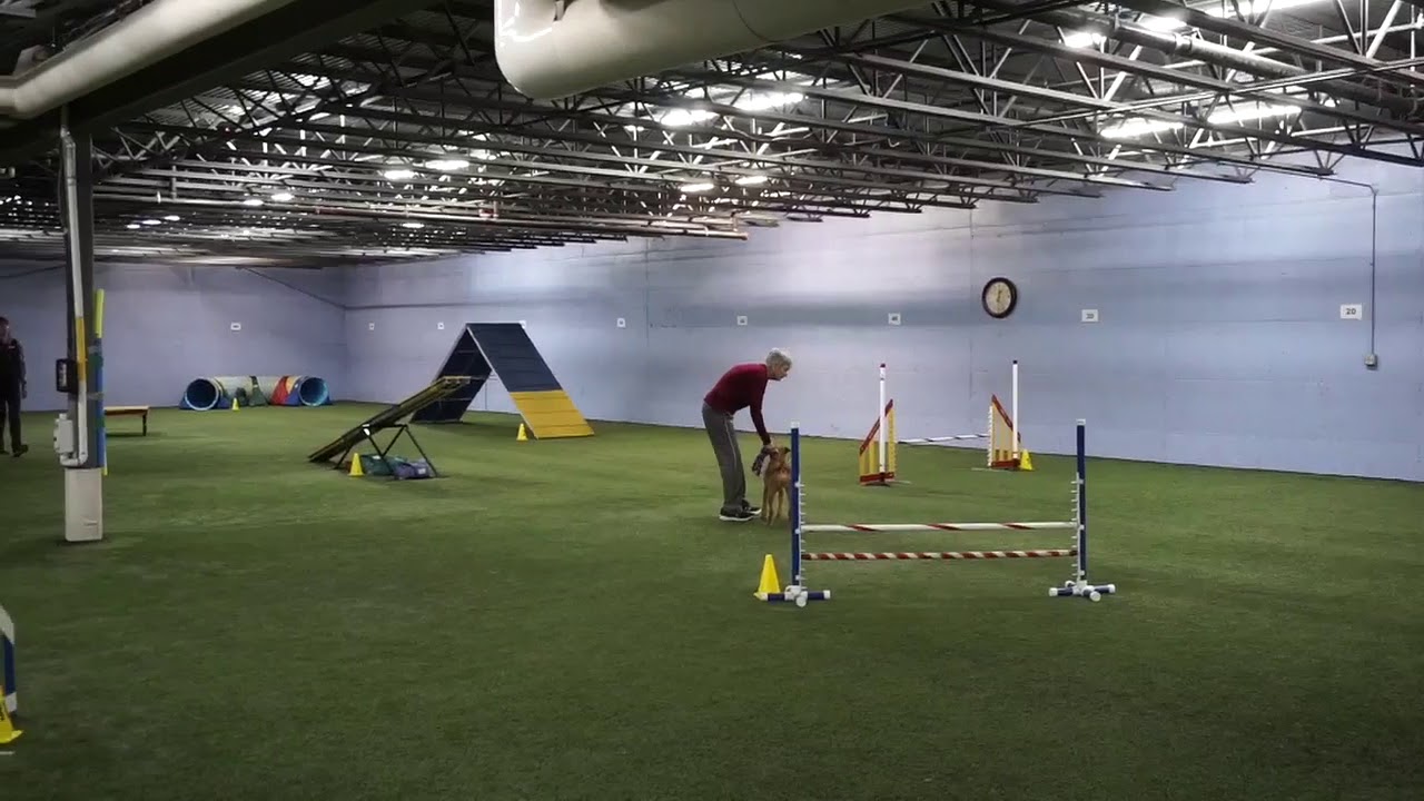 Harper (Irish Terrier) Agility 2019 0421