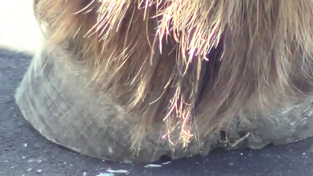 The Basics Of Hoof Care -  Trimming Horse's Hooves 101