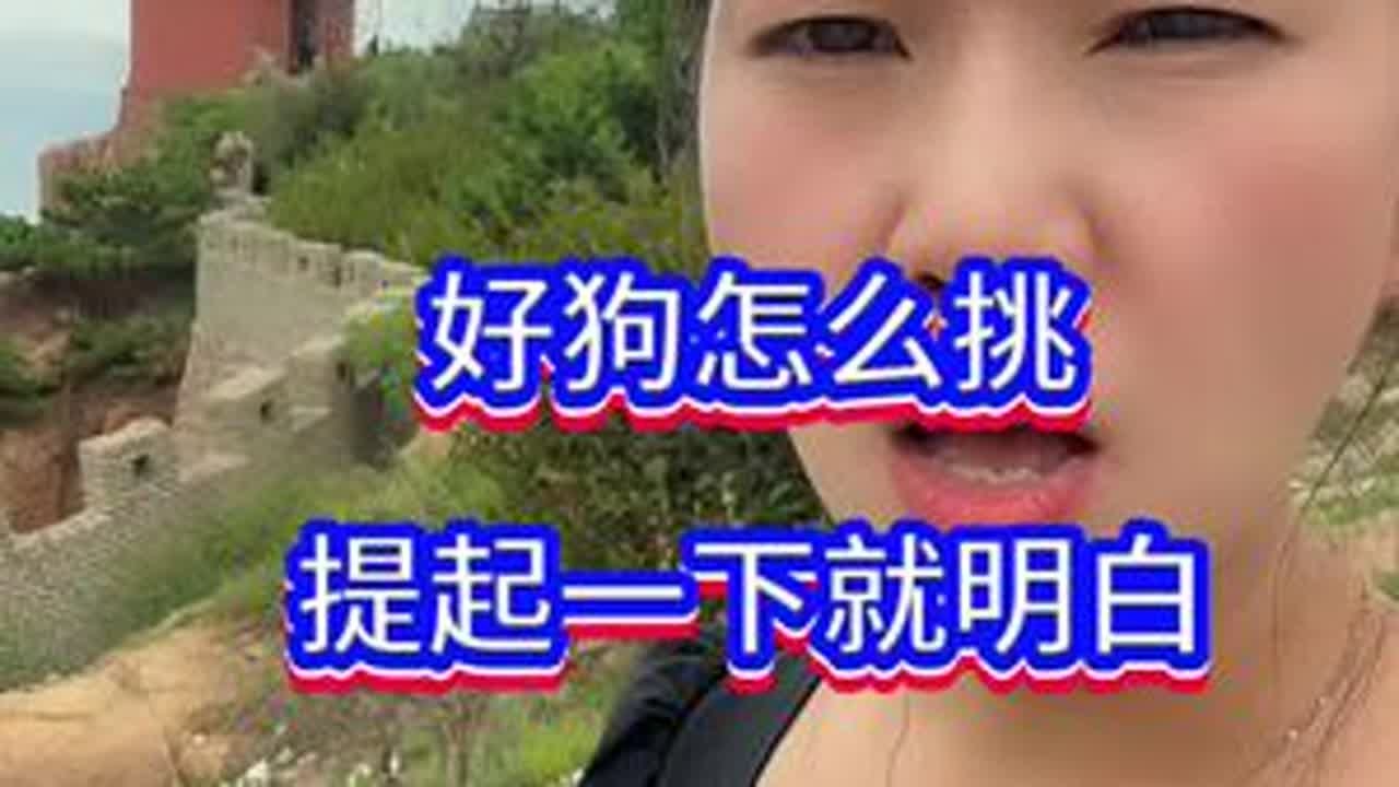 好狗怎么挑，一下就明白#狗狗 #萌宠#宠物#毛孩子