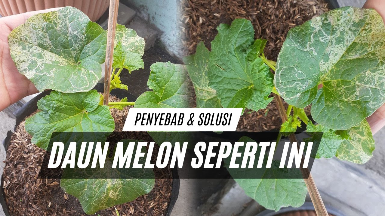 Penyebab Daun Melon Menguning Bercak Kuning Putih Kering Keriting Kaku Bolong Gosong Menggulung